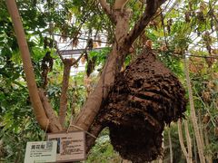 -呀路古热带植物园