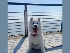 -翊宠yipet猫狗购宠庄园犬舍•猫舍