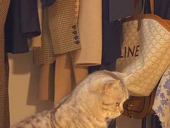 -糯米喵星人总部直营旗舰店·猫舍·幼猫出售