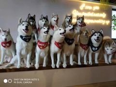 -Husky Go! 哈士奇体验馆·宠物咖啡厅狗咖