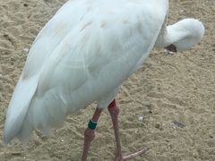 -盐城丹顶鹤湿地生态旅游区