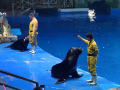 -芜湖新华联大白鲸海洋公园