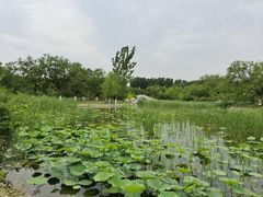 -御林古桑园