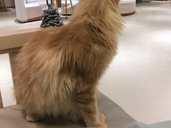 -藏猫猫咖啡主题馆(中央大道店)