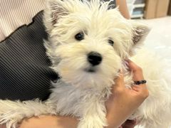 -翊宠yipet猫狗购宠庄园犬舍•猫舍