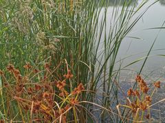 -永定河休闲森林公园