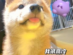 -逗柴咖啡屋·狗咖猫咖宠物桌游
