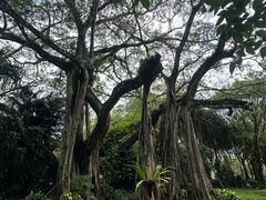 -独树成林