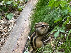 -五营红松林海景区
