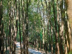 -火炉山森林公园