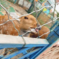 -萌宠亲子动物乐园(槐房万达店)