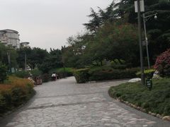 -神仙树公园