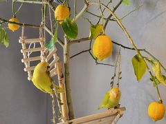 -吉丁鸟咖·异宠·寄养