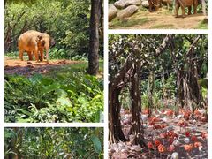 -广州长隆野生动物世界