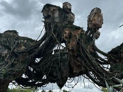 -奥兰多迪士尼动物王国乐园