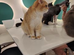 -飞行喵MR PILOT|猫舍·猫咖(静安大融城店)
