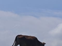 -大姆山草场