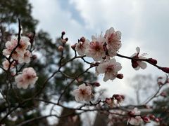 -无锡梅园公园