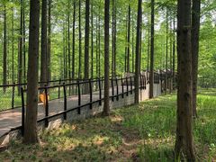 -黄海国家森林公园