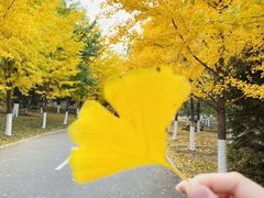 -长白岛森林公园