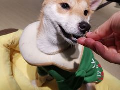 -逗柴咖啡屋·狗咖猫咖宠物桌游