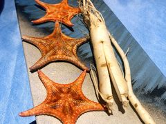 -千岛蚝高压锅生蚝·人参火锅(白云万达店)