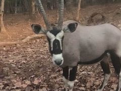 -清迈夜间动物园