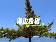-养马岛旅游度假区