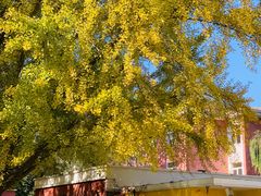 -三里屯东五街银杏大道