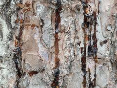 -五营红松林海景区