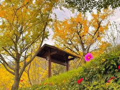 -千年银杏谷文化旅游区