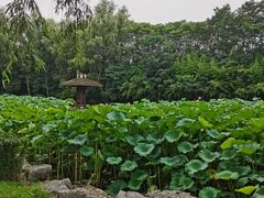 -合肥三国新城遗址公园