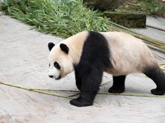 -都江堰中华大熊猫苑
