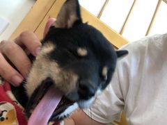 -柴犬小屋·柴餐厅·狗咖食堂(金鼎广场店)