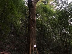 -广州市石门国家森林公园