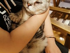 -Cappucimeow猫咪咖啡馆(韦伯时代店)