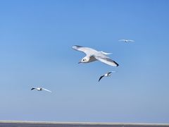 -天津东疆湾沙滩景区
