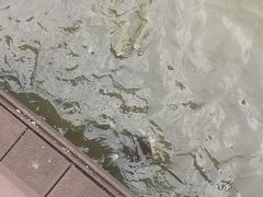-海珠湖公园