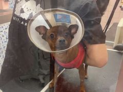 -FAELING PETS美天灵宠物(富力广场店)