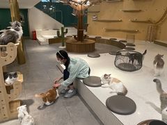 -飞行喵MR PILOT|猫舍·猫咖(静安大融城店)