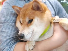 -柴犬高等学院·狗咖·柴犬售卖·宠物训练