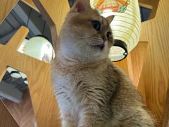 -MOCHA明星猫咖(田子坊店)