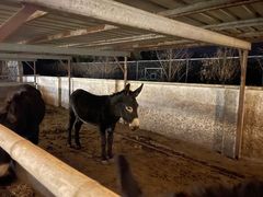 -元鼎宝驴香·全驴宴(江宁店)