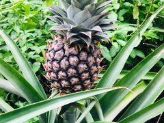 -南通洲际绿博园