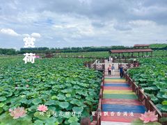-荷塘月色湿地公园·向阳花洲