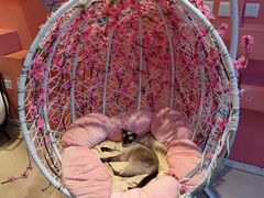 -藏猫猫咖啡主题馆(中央大道店)