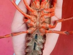 -金陵一哥龙虾(水木秦淮店)