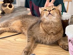 -楼上猫咖(罗湖店)