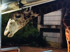 -清迈夜间动物园