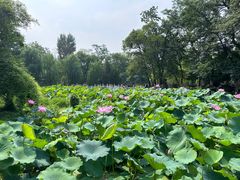 -莲湖公园